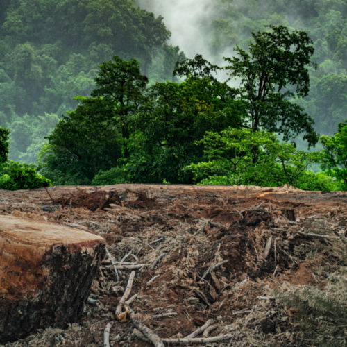Deforestation-Amazonas-Peru