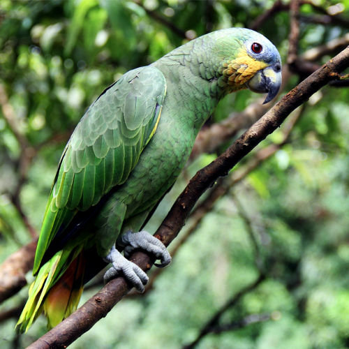 green-parrot-Amazonas-planetlungs