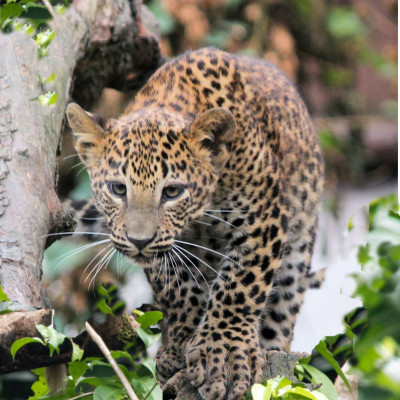 jaguar-amazonas-Peru