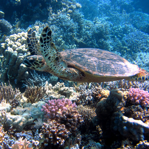 turtle in a healthy and clean environment