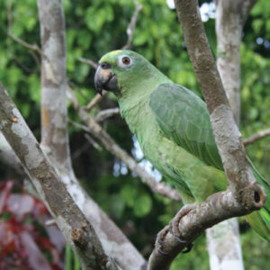 Amazon-rainforest-protection