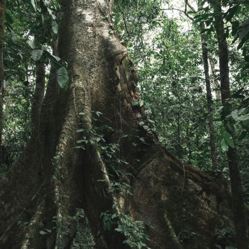 Alter-Baum-planetlungs-amazonas